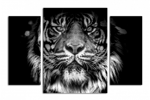 Модульная картина Тигр на черном фоне